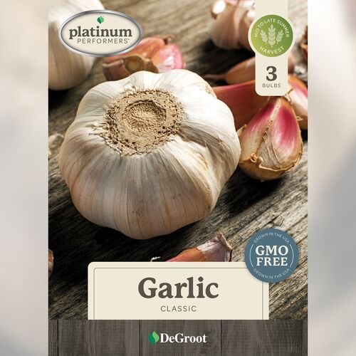 Garlic Bulbs - 3 Bulbs