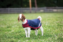 Goat Coat in Navy/Red