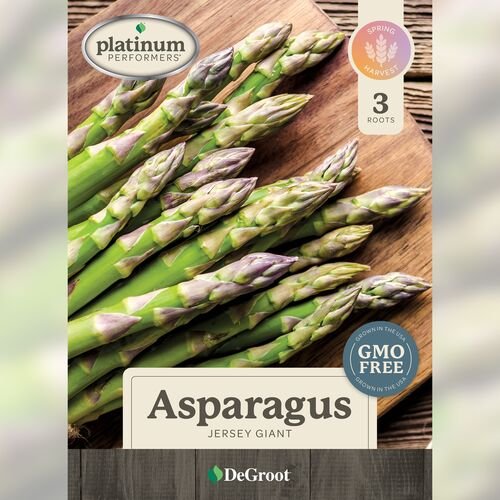 Asparagus - Jersey Giant 6 Roots