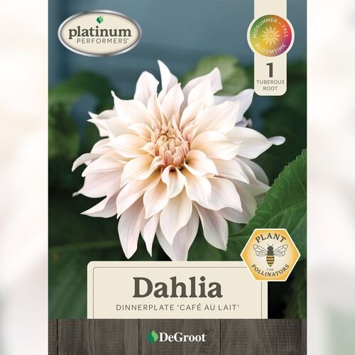 Dinnerplate Dahlia - 'Cafe Au Lait'