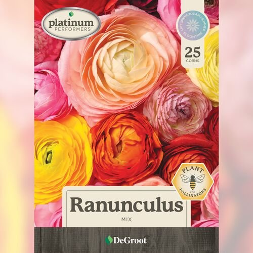 Ranunculus - Mix 25 Corms