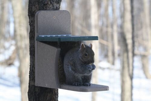 Squirrel Munch Box Feeder In Taupe & Green Recycled Plastic