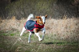 Goat Coat in Navy/Red