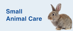 Small Animal Care